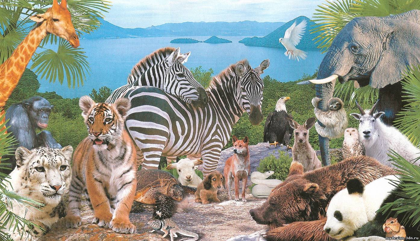 animals